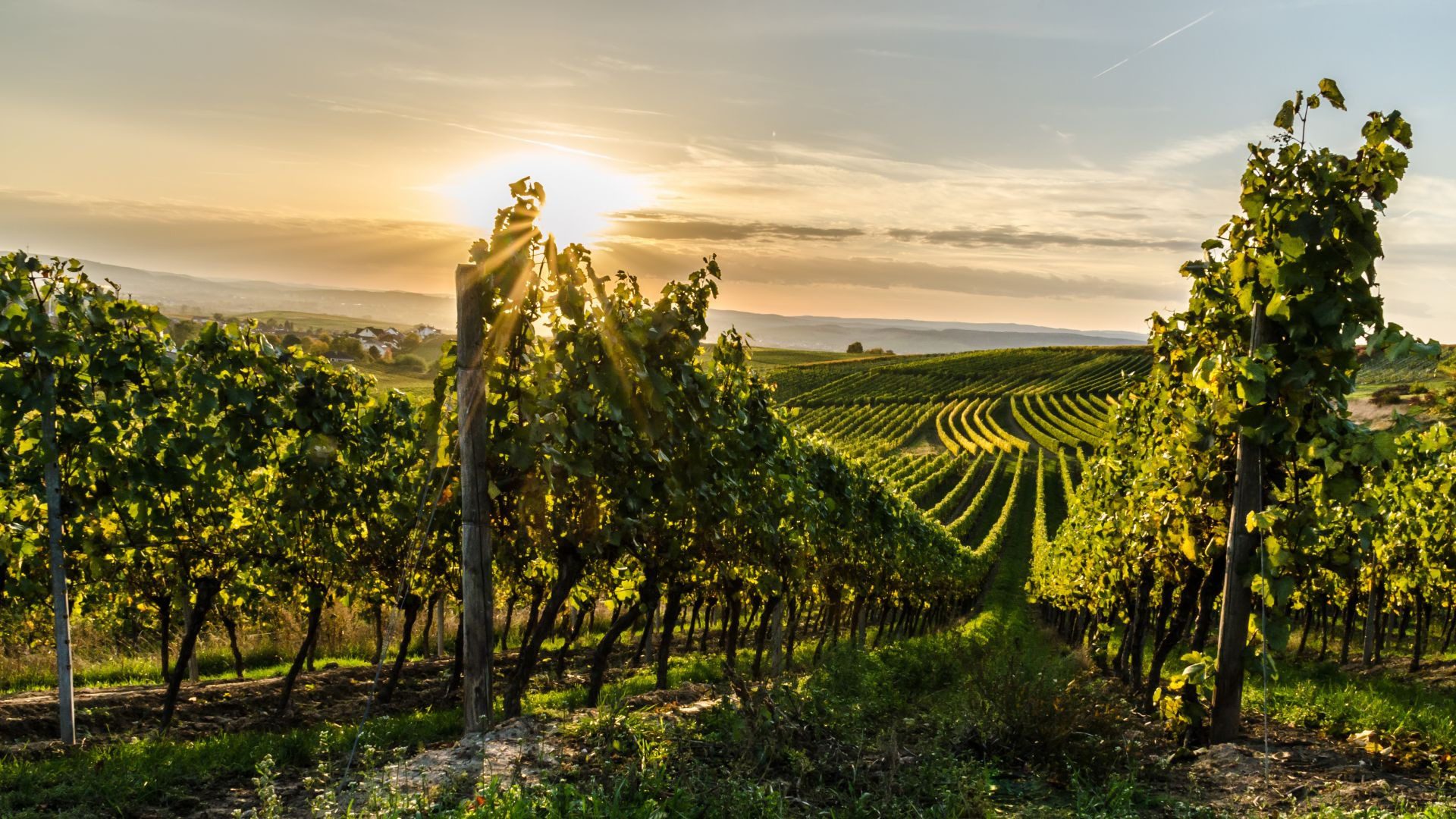 Romantic road Germany Reimagine Tours® Würzburg  Franconian Wine Valley Tour